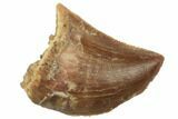 Serrated, Baby Carcharodontosaurus Tooth - Morocco #196492-1